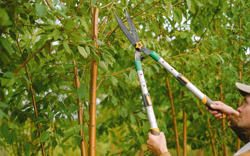 Tree trimming in Bonne Terre, MO